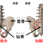 骨盤の説明、仙骨が真ん中にあり、その左右に寛骨がある。仙骨と寛骨をつなぐ部分を仙腸関節。寛骨同士をつなぐ部分は恥骨結合という。骨模型のイラスト