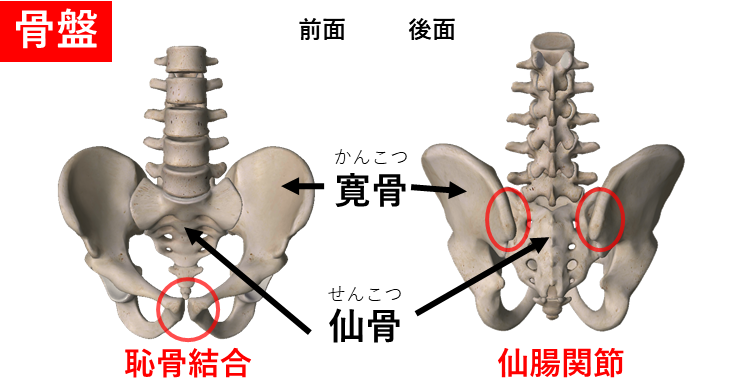 骨盤の説明、仙骨が真ん中にあり、その左右に寛骨がある。仙骨と寛骨をつなぐ部分を仙腸関節。寛骨同士をつなぐ部分は恥骨結合という。骨模型のイラスト