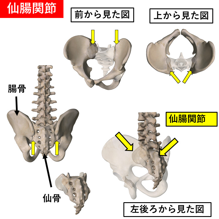 仙腸関節の骨模型