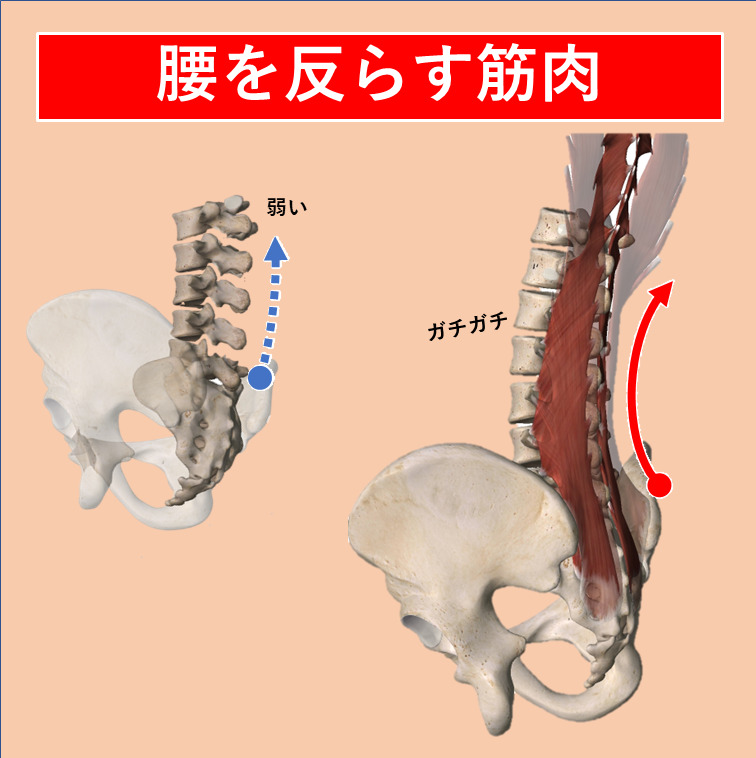 腰多裂筋の働き