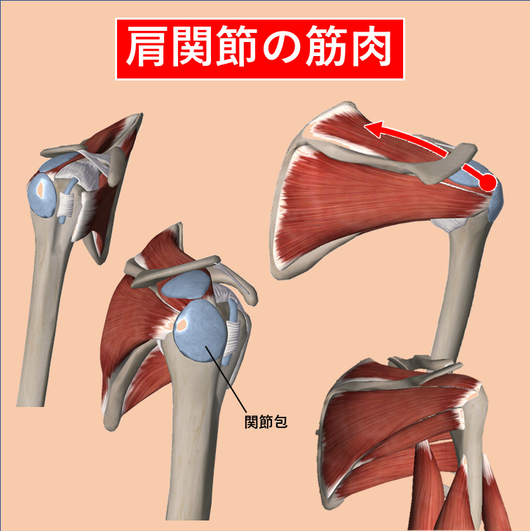肩関節の筋肉のイラスト
